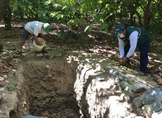 Amazonas: Intensifican labores de control cultural para una producción libre de la plaga mosca de la fruta