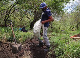 Pequeños productores se integran a las acciones del SENASA para erradicar las moscas de la fruta en Apurímac