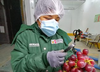 Perú inicia agroexportaciones de uva con destino a Argentina