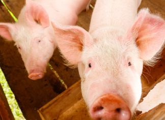 Prohíben el ingreso de mercancías de origen porcino al Perú