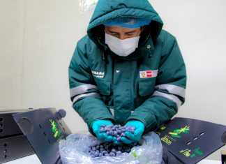 MIDAGRI: Perú iniciará exportación de arándanos a Malasia