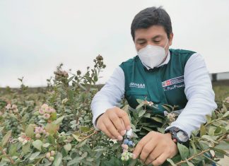 Primera región productora de arándanos del Perú inició campaña de exportación 2021 – 2022
