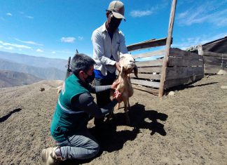 Acciones del SENASA contribuyen al desarrollo agropecuario de la agricultura familiar de Huancavelica