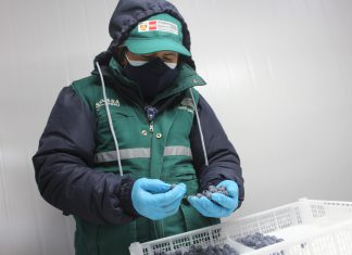 Productores de Moquegua se suman al crecimiento agroexportador del arándano