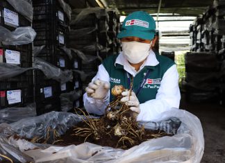 SENASA mantiene vigente el seguimiento de cuarentena posentrada de liliums