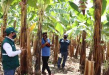 San Martín: SENASA certifica predios en Buenas Prácticas Agrícolas que producirán alimentos sanos e inocuos