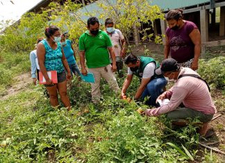 Ucayali: SENASA promueve la Inocuidad Agroalimentaria como Responsabilidad de todos