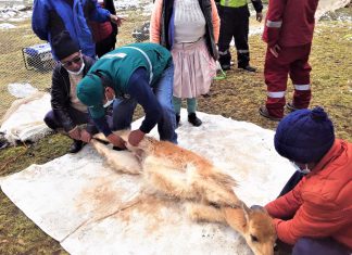 SENASA realizó acciones sanitarias en tradicionales Chaccus que se organizan en Huancavelica