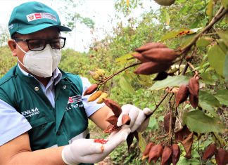 Junín: Achiote se convierte en una nueva oportunidad para agricultura familiar de Selva Central