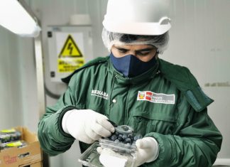 SENASA: La Libertad inició exportaciones de arándanos a la India