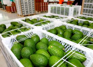 Exportaciones de palta crecieron un 30% durante la campaña 2021