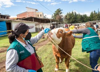 Cajamarca: SENASA garantizó la sanidad del ganado en exhibición de Fongal 2021