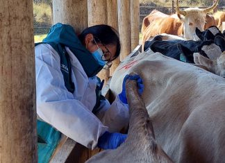 Refuerzan acciones de prevención y control Tuberculosis y Brucelosis bovina en Cajamarca