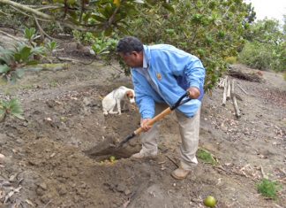 La Libertad: Agricultura familiar ejecuta labores de control cultural y se suma a las estrategias para erradicar la mosca de la fruta