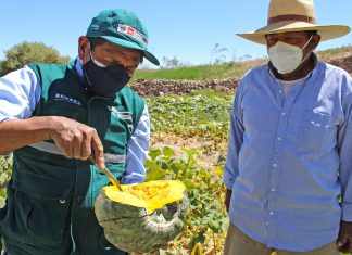 SENASA certificó más de 1200 toneladas de cucurbitáceas que produce la agricultura familiar en Moquegua