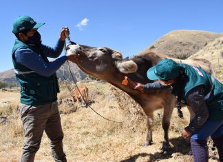 Amazonas: SENASA identificó a 46 904 animales mediante aretado