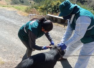 SENASA: Identificación de ganado bovino y porcino permitirá una mejor rastreabilidad en Áncash