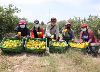 Ica: Cítricos y paltas continúan liderando exportaciones en el 2021