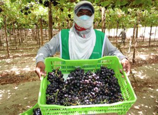 Productores de Ica inician campaña de exportación de uva 2021-2022