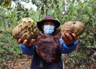 Apurímac: SENASA mantiene acciones fitosanitarias en resguardo de más de 3 mil hectáreas frutícolas