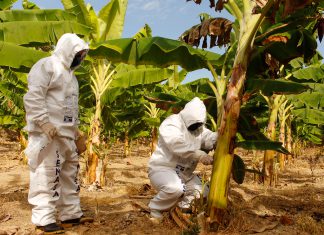 Fusarium R4T: Medidas preventivas para resguardar producción de plátano en Jaén y San Ignacio