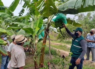 Amazonas: SENASA y productores integran acciones para salvaguardar producción de plátano