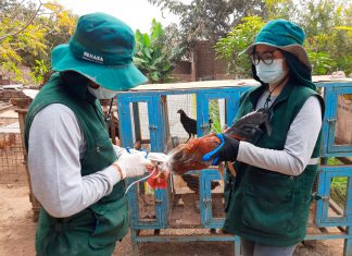Campaña de vacunación del SENASA protege la crianza familiar de aves en La Libertad