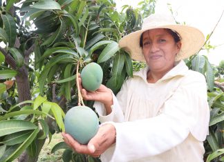 Proyecto de Erradicación de Moscas de la Fruta beneficia a la agricultura familiar de Piura