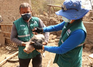 Lambayeque: SENASA protege porcicultura local mediante campañas de vacunación contra la peste porcina