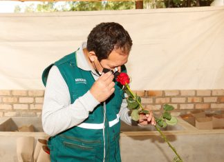 SENASA: Cajamarca exporta primer lote de rosas post pandemia