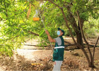 Vigilancia fitosanitaria del SENASA resguarda producción de fruta en la región Amazonas