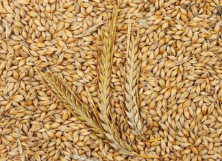 Apertura de mercado para granos de cebada proveniente de España beneficiará a la ganadería peruana