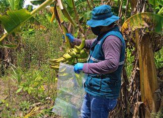Ucayali: SENASA monitorea alimentos agropecuarios para establecer mejoras en la producción