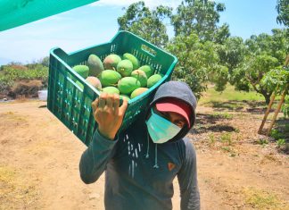 Piura: Nuevas variedades de mango se suman a la campaña de exportación 2021-2022