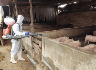 Perú realiza simulacro de contingencia contra Peste porcina africana