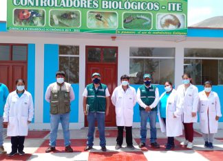 Tacna: SENASA promueve control de plagas del olivo con métodos no contaminantes