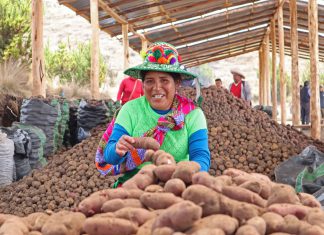 SENASA: Agricultura familiar de Apurímac produce más de 300 toneladas de semilla certificada