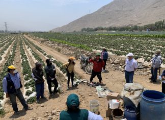 Valle Chillón: SENASA capacita a productores de fresa para un efectivo manejo integrado de plagas