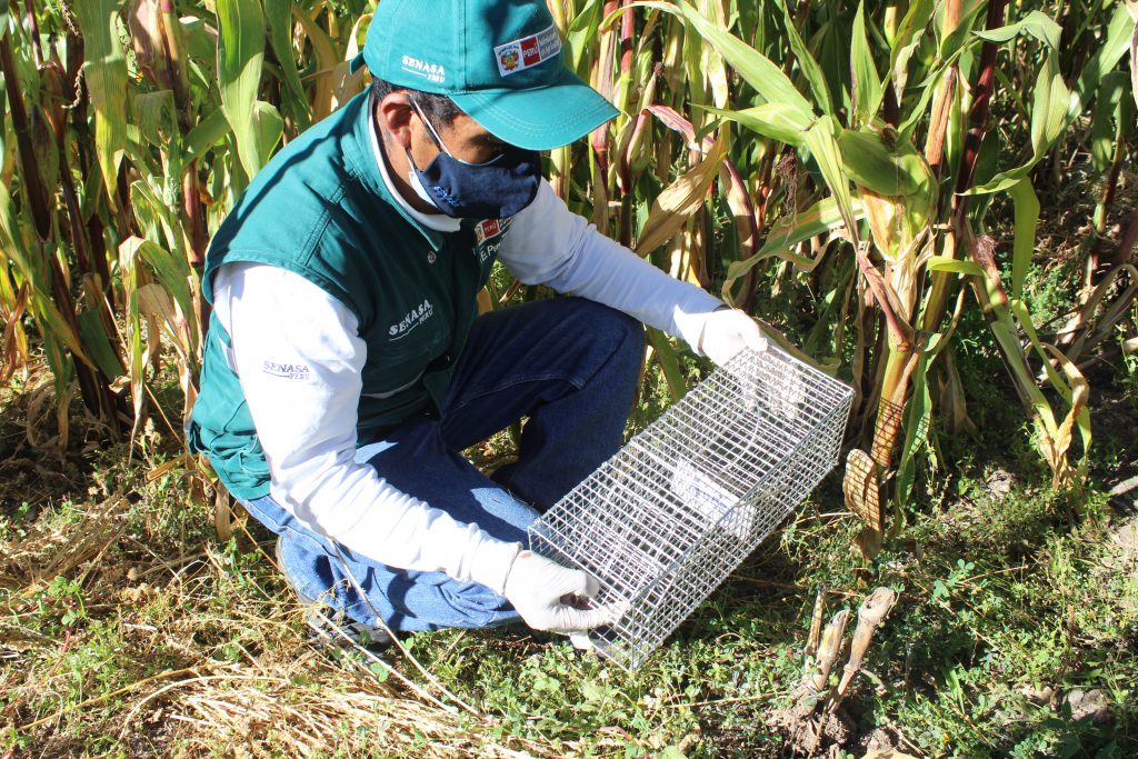 SENASA refuerza control de roedores en zonas altoandinas de Tacna ...