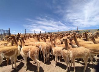 SENASA aprobó plan para el control de sarna en vicuñas de 11 regiones del país