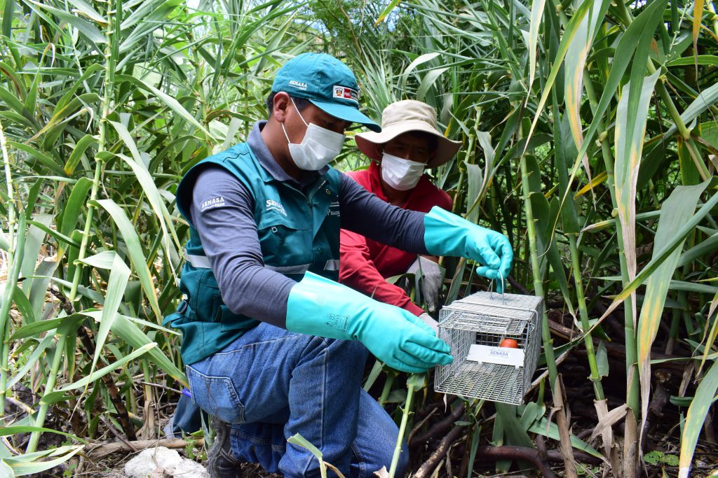 Cusco: SENASA ejecuta acciones de control de roedores en resguardo de ...