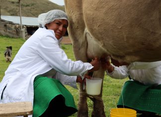 Áncash: SENASA fortalece sectores productivos de leche mediante Escuelas de Campo