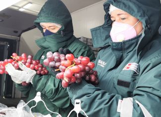 La Libertad: SENASA inicia certificación de uva para campaña de exportación 2021 – 2022