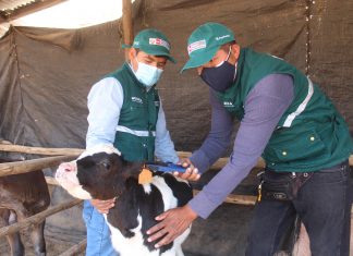 Identificación de animales en Arequipa benefició a más de 11 mil productores pecuarios