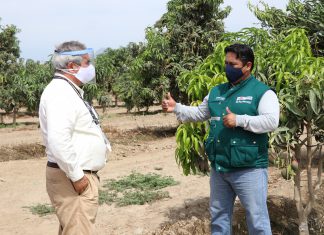Lambayeque: Acciones de Control Integrado de Moscas de la Fruta contribuyen con la sanidad en la cosecha de mango