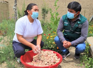 Junín: Escuelas de campo fortalecen conocimientos ancestrales para la seguridad alimentaria
