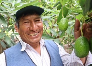 Huancavelica: SENASA y pequeños productores de palta se preparan para el inicio de campaña de exportación 2022