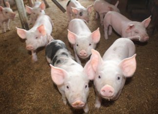 SENASA: Perú mantiene 14 regiones sin brotes de peste porcina clásica