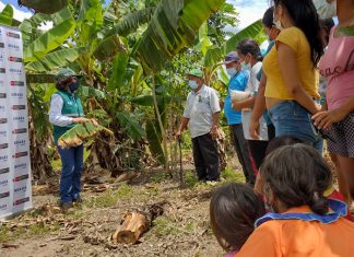 MIDAGRI: SENASA intensifica acciones para la prevención del Fusarium R4T en Ucayali