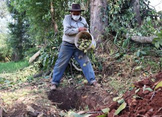 Apurímac: Comunidad de Huayao y SENASA realizan acciones para controlar las moscas de la fruta